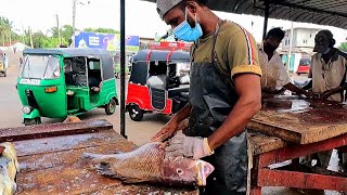 HUGE LUTJANUS RIVULATUS FISH  SRI LANKAN FISH CUTTING SKILL  කුරුවිලියා [upl. by Niak]