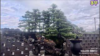 제주도 홍인부선생님 작품 탐방 영상분재 bonsai [upl. by Marion666]