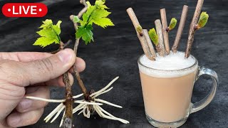 🔴 ENTAIZANTE Natural de LENTEJAS Elaboración  Cuidados Conservación HIELO y USOS [upl. by Behm]