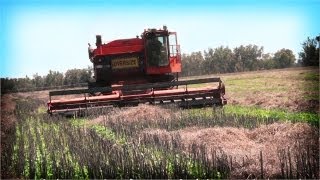 Using Flexxifinger™ HD™ Crop Lifters in Australia [upl. by Itida]