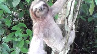 Brownthroated Sloth  Bradypus variegatus [upl. by Enyar]