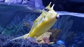 Funny Cowfish [upl. by Devan]