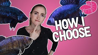 Betta Breeding  How I Pick The Best Fish to Breed Traits Overview [upl. by Moynahan157]