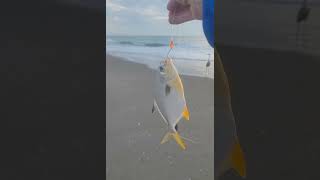 Pompano fishing catch and release at Melbourne Beach tight lines [upl. by Onder]