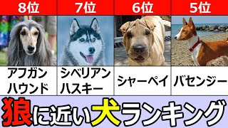 オオカミに近い犬TOP８ [upl. by Aneeb724]