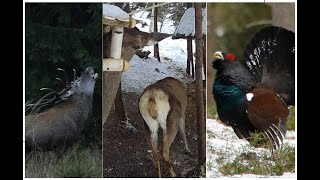 Bucovina Wildlife Livestreams Project [upl. by Salokin248]