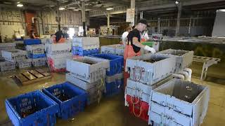 Ready Seafood Packaging Lobsters [upl. by Faulkner]