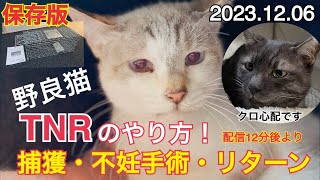 【LIVE】 保存版・配信12分後より野良猫『TNR』捕獲・不妊手術・リターンのやり方！・『クロ』の体調心配・里親大募集中！。 [upl. by Krucik]