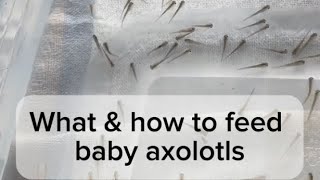 What amp how to feed baby axolotls [upl. by Ailee]