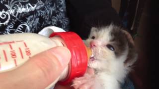 Hand Raising And Bottle Feeding Kitten [upl. by Yelnahs]