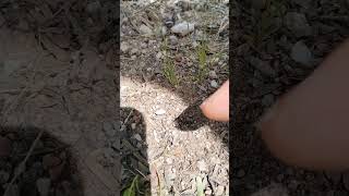 Identification of flower and weed seedlings to hand weed for a lawn of 5 needle prickly leaf [upl. by Saberhagen426]