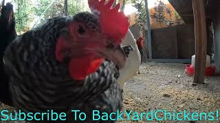 Backyard Chickens Relaxing Morning Chicken Video Sounds Noises Hens Clucking Roosters Crowing [upl. by Carolin]