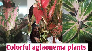 5 stunning aglaonema varieties youll adore which can grow as indoor plant in low light [upl. by Lukas]