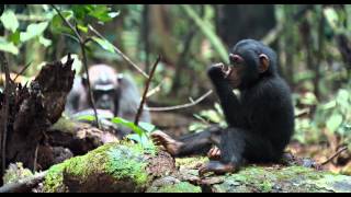 Animal Earth chimpanzee funny compilation [upl. by Sheeb]