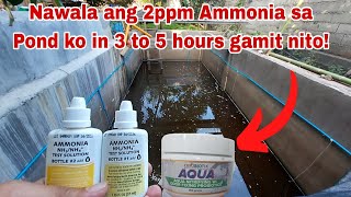 How to Eliminate Ammonia in Pond without Exchanging Water [upl. by Aihsercal]