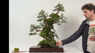 Juniperus chinensis roca XX aniversario IRUN BONSAI [upl. by Regazzi]