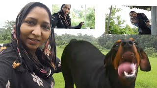 Doberman  Dasiy ka Attank  bahut tang kiya ajj Dasiy ne [upl. by Ynneh]