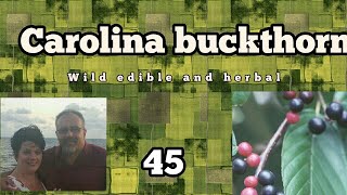 Carolina buckthorn Wild Edible and herbal plants 45 [upl. by Isus186]