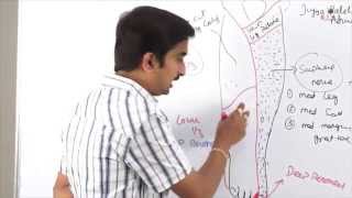 Anatomy of Anterior Lateral Medial side of leg and dorsum of foot  DrGBhanu Prakash [upl. by Elyc]