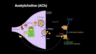 Acetylcholine ACh [upl. by Nosduh50]