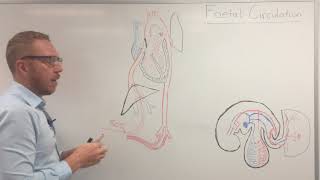 FETAL CIRCULATION 2 DUCTUS VENOSUS [upl. by Gadmann]