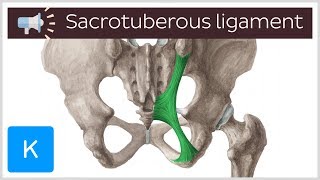 Sacrotuberous ligament  Anatomical Terms Pronunciation by Kenhub [upl. by Erik]