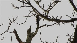 Greater Spotted Woodpecker  calling and feeding [upl. by Salokcin]