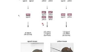 Recessive and Dominant Lethal Allele Lecture [upl. by Llerrah]