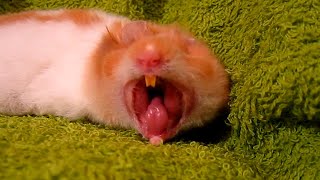 Hamster Yawning [upl. by Htrap]