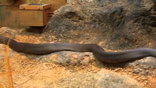 Venomous Black Mamba at the Atlanta Zoo is the longest venomous snake in Africa [upl. by Coppins398]