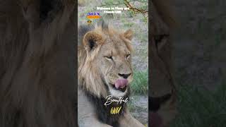 Lion Roaring Beautiful Lion Roaring Lion Sounding Off Beautiful Animal Enjoy [upl. by Noteek]