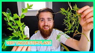 WATER WISTERIA  AQUARIUM STEM PLANT CARE GUIDE [upl. by Eade]