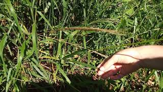 Identificando o capimamargoso Digitaria insularis florescido e perenizado [upl. by Anoyk176]