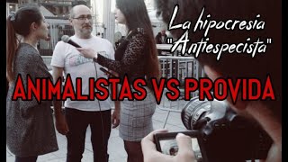 ANIMALISTAS vs PROVIDA [upl. by Rea47]