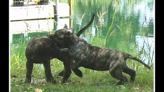 Presa Canario Puppies Socializing Comparison  Bearclaw Kennels [upl. by Alleciram]