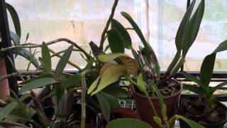 Bulbophyllum grandiflorum care [upl. by Elsbeth]