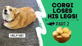 Talking corgi LOSES his legs Part 2 shorts [upl. by Shornick]