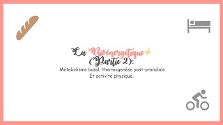 La Bioénergétique⚡️ Partie 2 métabolisme basal thermogenèse postprandiale activité physique [upl. by Aneetsirk33]