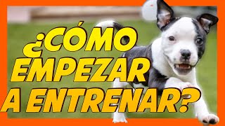 Educar a un perro cachorro desde cero 🐶 Primeros entrenamientos 📝 [upl. by Orpha]