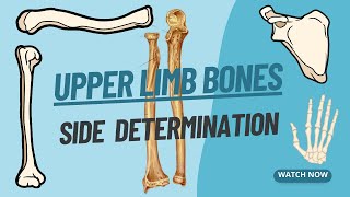 Side Determination of Upper Limb bones  Viva voce of Anatomy [upl. by Coshow996]