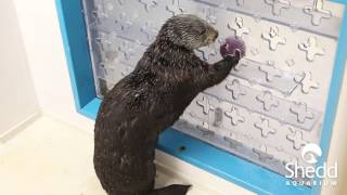 Puzzle Play with Sea Otter Mari [upl. by Novj]