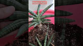 Sansevieria Propagation  Sansevieria Boncel Propagation by Division snakeplant [upl. by Brace]