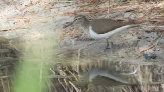 Actitis hypocleucos andarrios chico  common sandpiper [upl. by Sdlonyer]