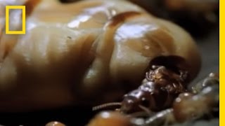 Termite Queen Lays Millions of Eggs  National Geographic [upl. by Eelanaj]