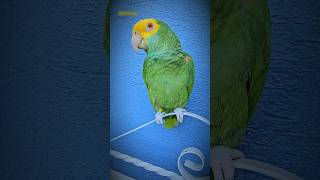 El Amor de tu vida Loro que Habla Loros Hablando Shorts parrot animals humor birds amor ave [upl. by Puto]