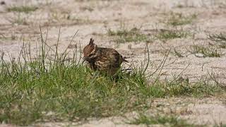 Crested Lark Cappellaccia Galerida cristata apuliae [upl. by Linette]