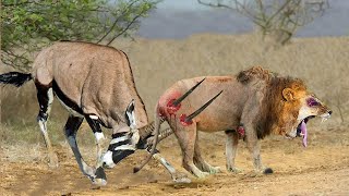 Top 10 Antelope That Can Knock Down LIONS  Lion vs Gemsbok Kudu Wildebeest Antelope Hartebeest [upl. by Vernita645]