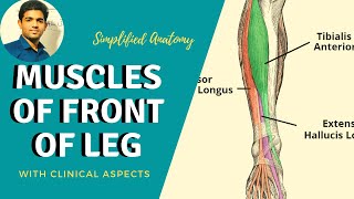 MUSCLES OF FRONT OF LEG  SIMPLIFIED  Anterior Compartment Clinical Anatomy [upl. by Idyh959]