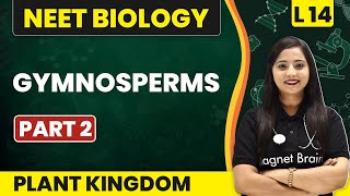 Gymnosperms Part 2  Plant Kingdom  L14 Concepts  NEET Biology [upl. by Cilurzo]