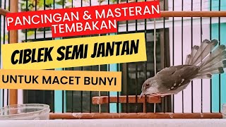 CIBLEK SEMI JANTAN GACOR PANCINGAN amp MASTERAN MACET BUNYI ciblek masteranburung [upl. by Turnheim]